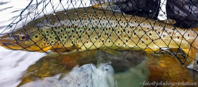 10517023_10152488534910090_1723245481_n