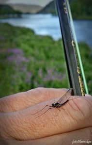 20150702_182031_Richtone(HDR)