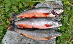 20150721_193732_Richtone(HDR)